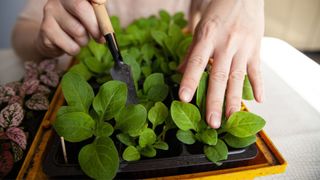 Spinach grown in a tray