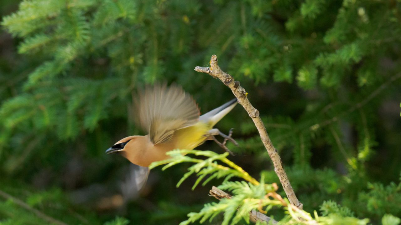 Cedar waxwing birds