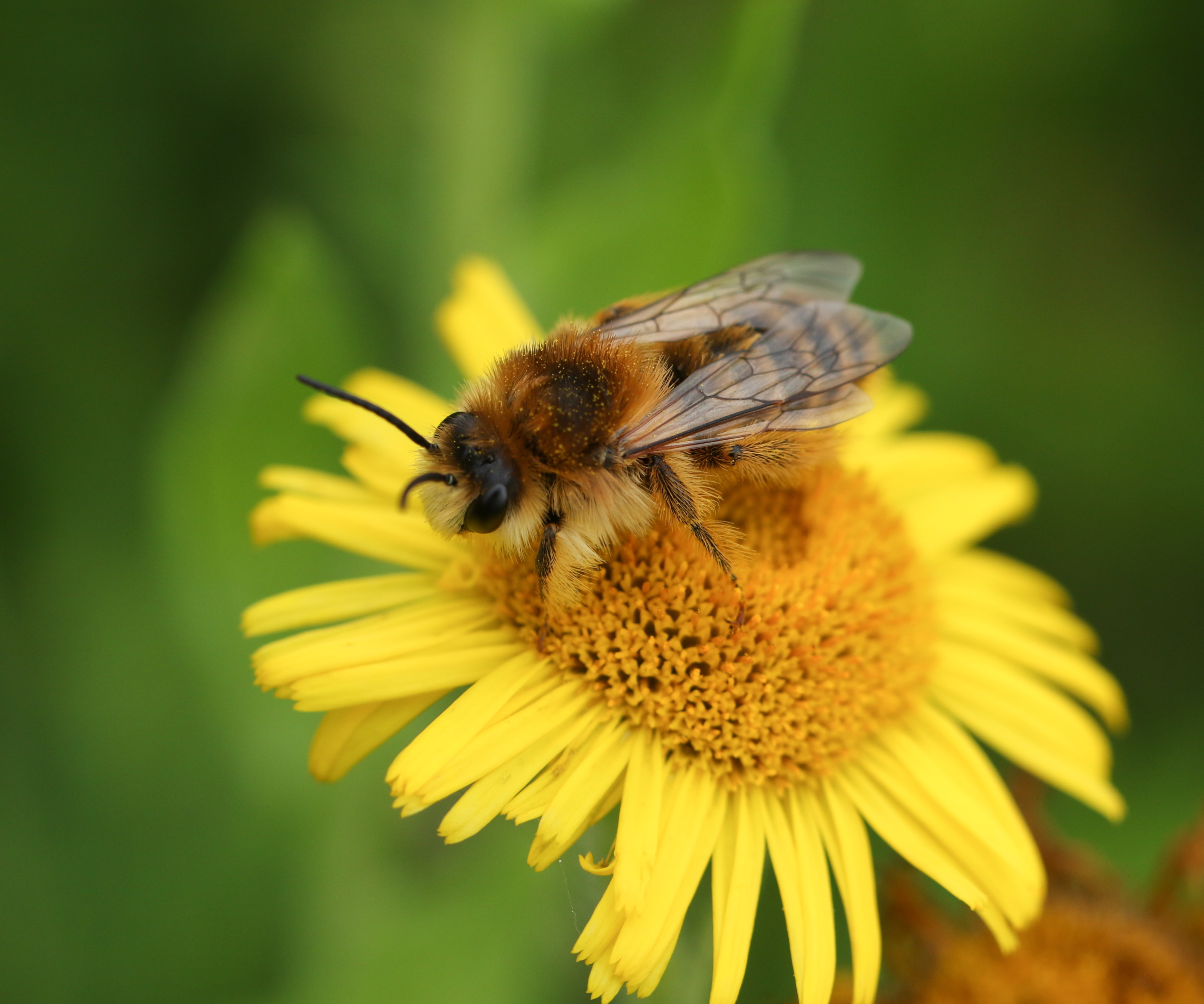 Fleabane with bee