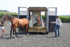foal-training-e1531741430790.jpg