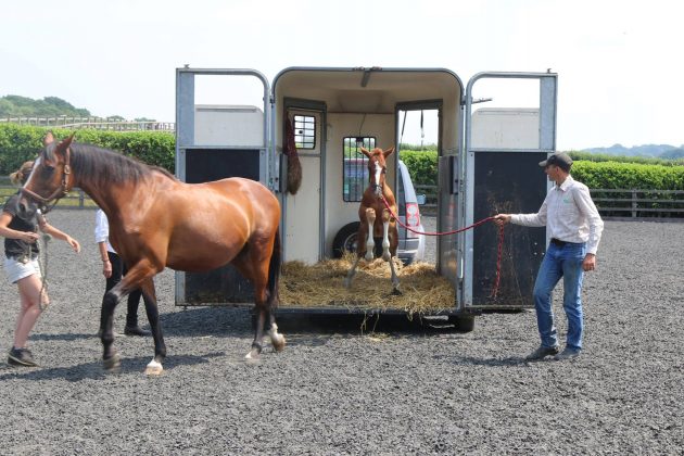 foal-training-e1531741430790.jpg