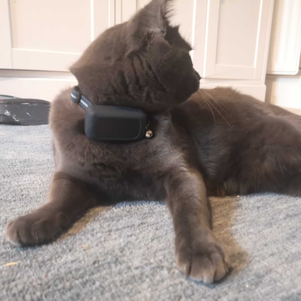 Georgia's cat Annie wearing the tractive cat mini gps tracker, one of the best gps trackers for pets