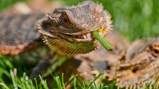 Bearded dragon eating plants and grass