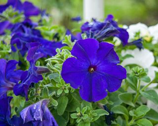 Blue petunia flowers