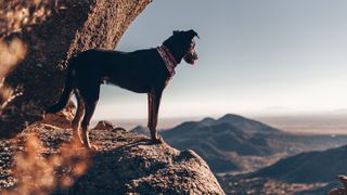 Dog in Sandia Mountains