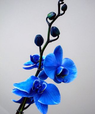 Blue moth orchid