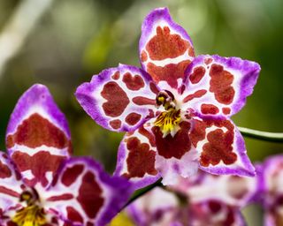 Odontoglossum orchid flowers