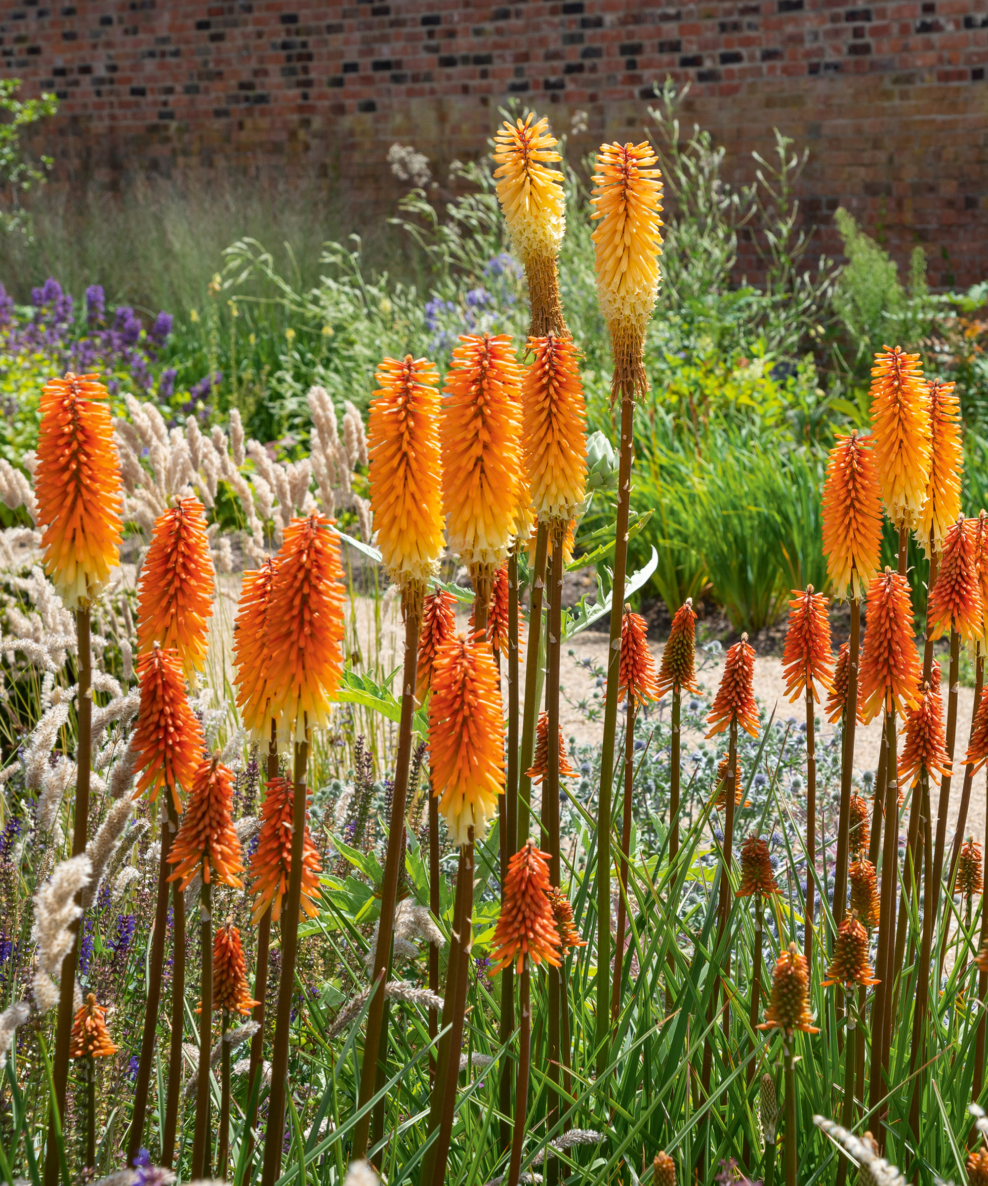 Red Hot Poker plants (Kniphofia) in a summer flower border