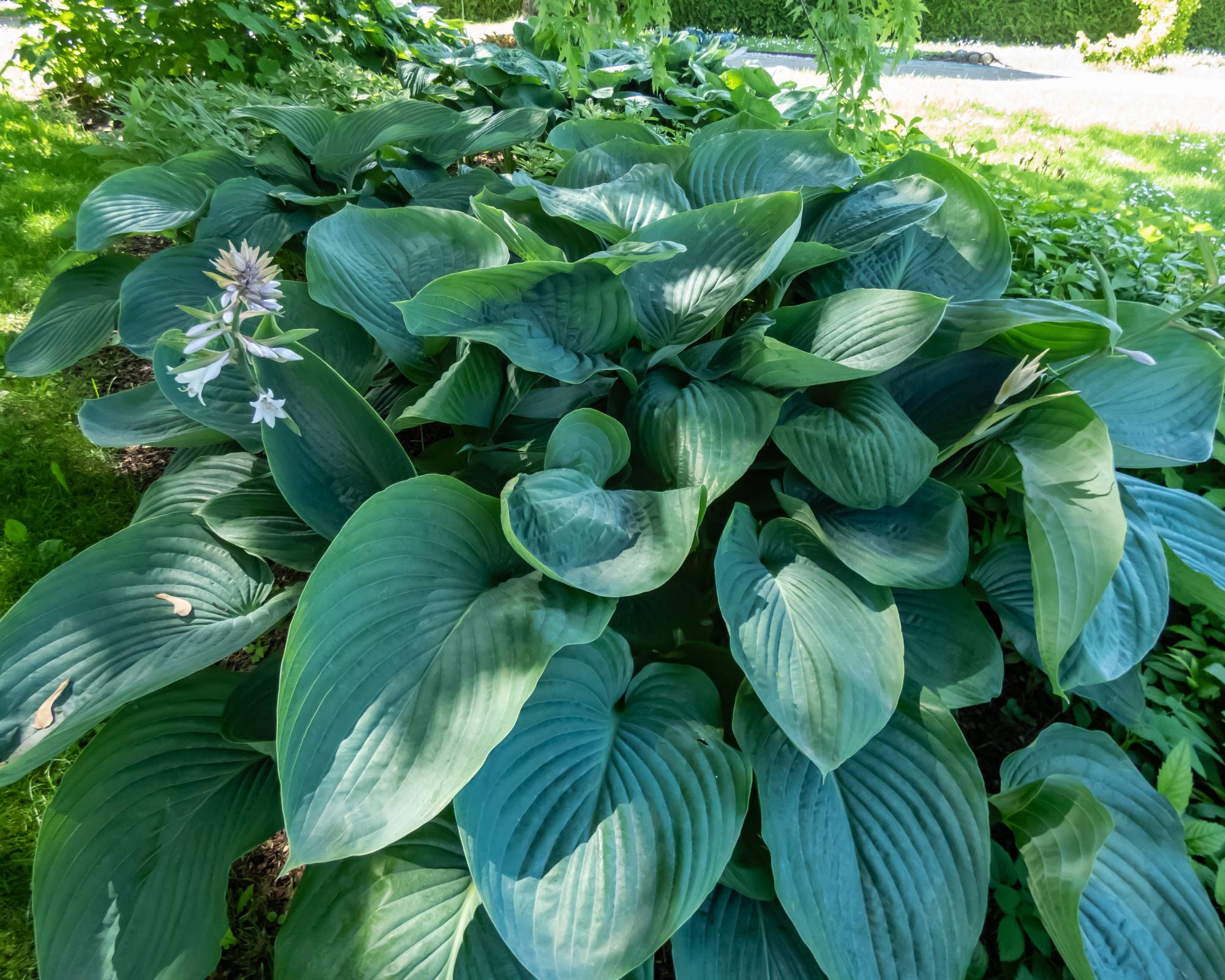Empress Wu hosta