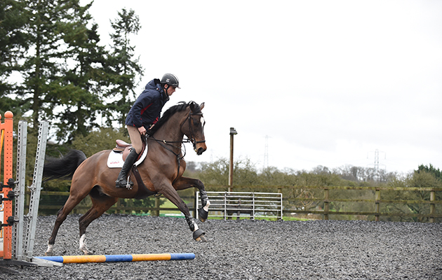The six-year-old gelding Frankin I is schooled by Trevor