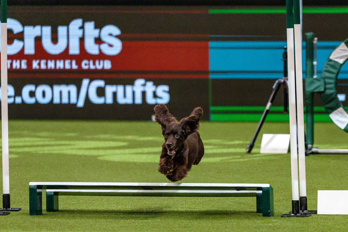 Crufts 2024 Release Date Winner Hosts And All We Know What To Watch   YadBnp6kX2Fq784Jg94zSi 1200 80 