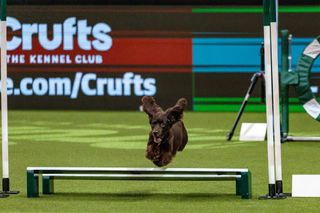 A small brown dog jumping over a hurdle.