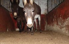 donkeys-prior-to-rescue-2.jpg