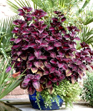 coleus plant in container