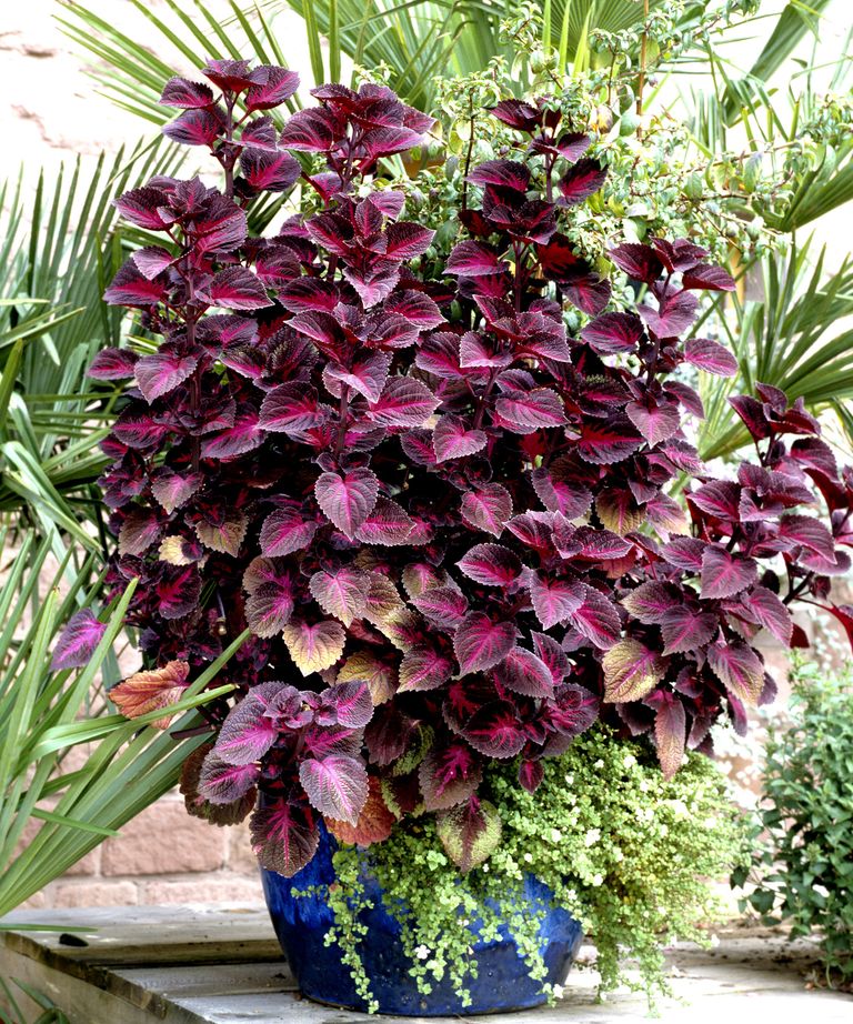Choosing Container Plants For Shade And How To Maintain Them