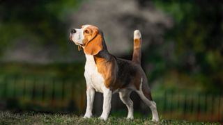 Dog breeds from the US