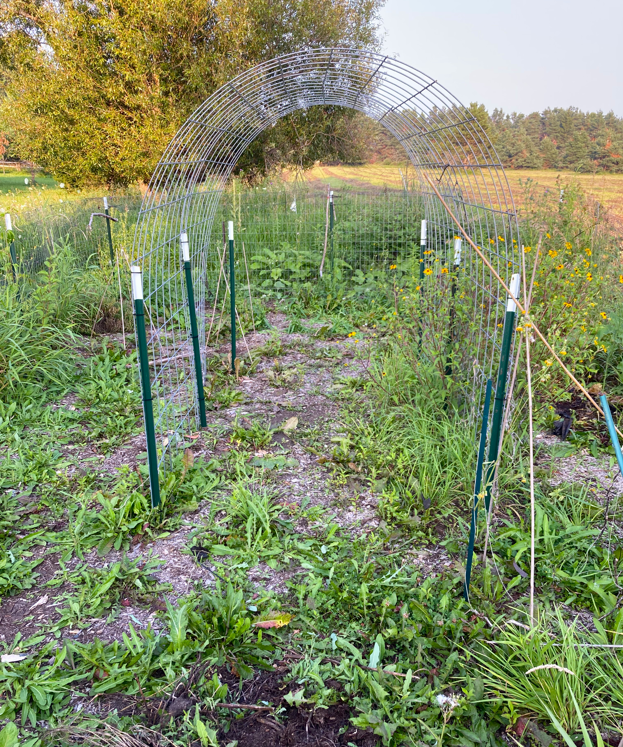 Laura Walters&#039; garden full of weeds