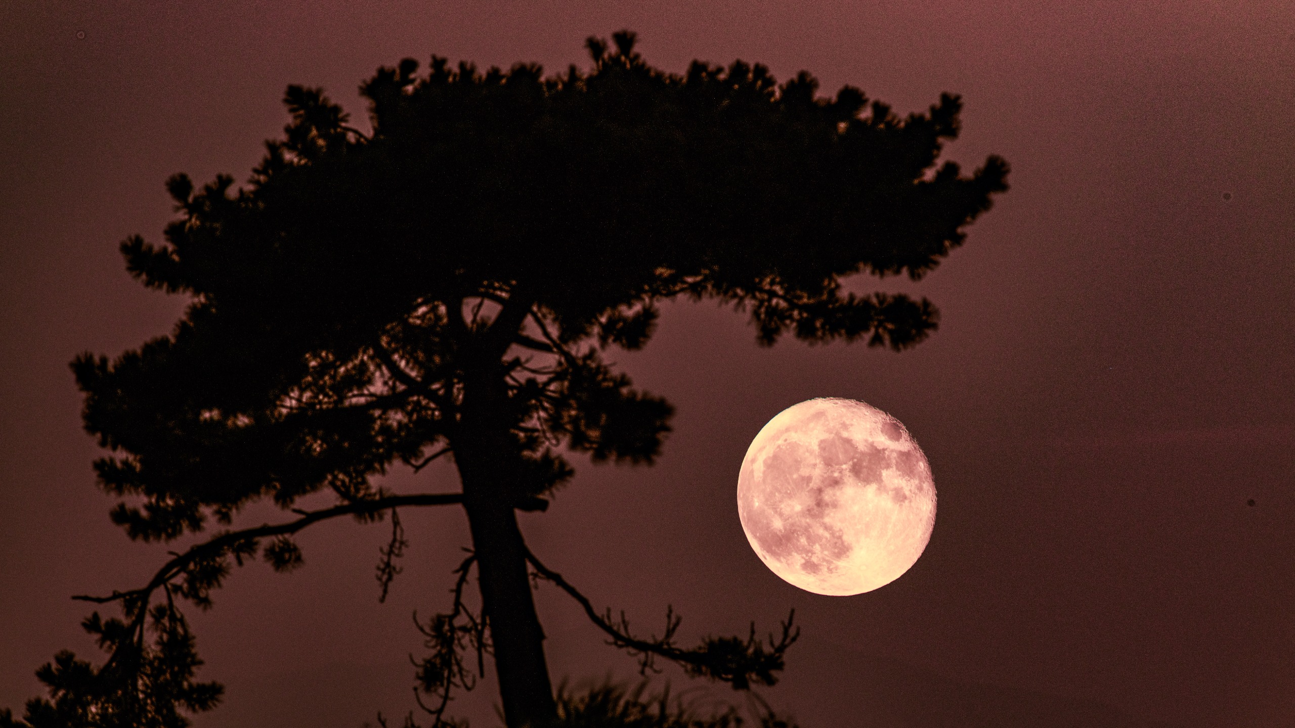 Moon, supermoon, tree