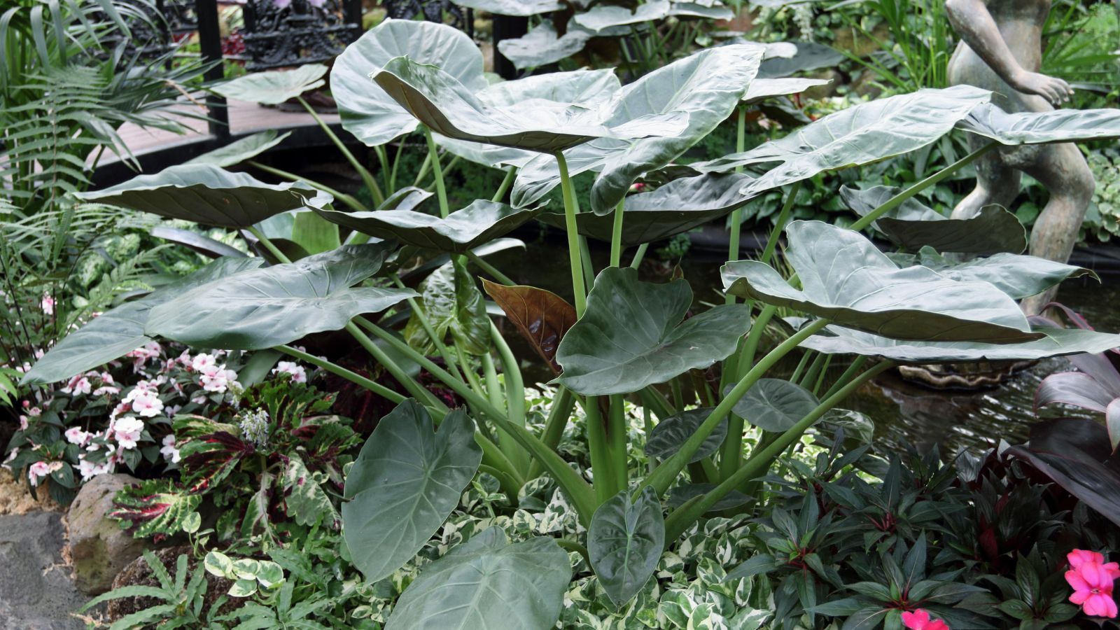 How To Winterize Elephant Ears
