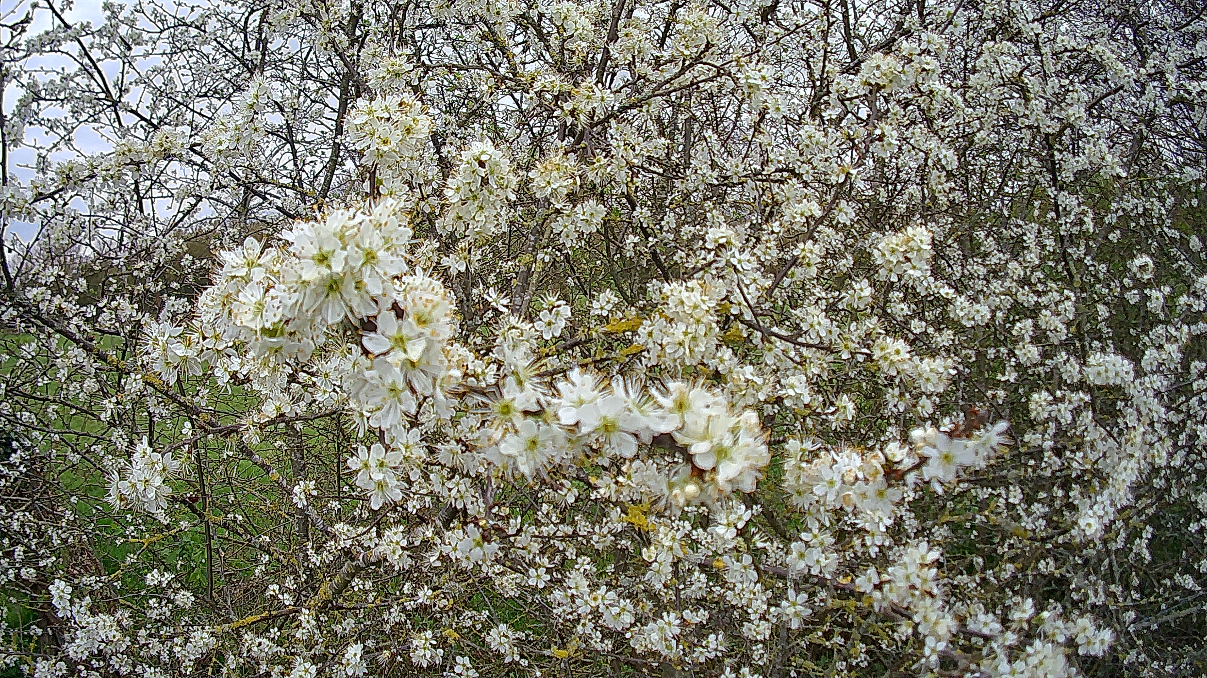 Photo of blossom taken with the Holy Stone HS360S