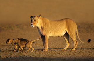lioness with lion cubs
