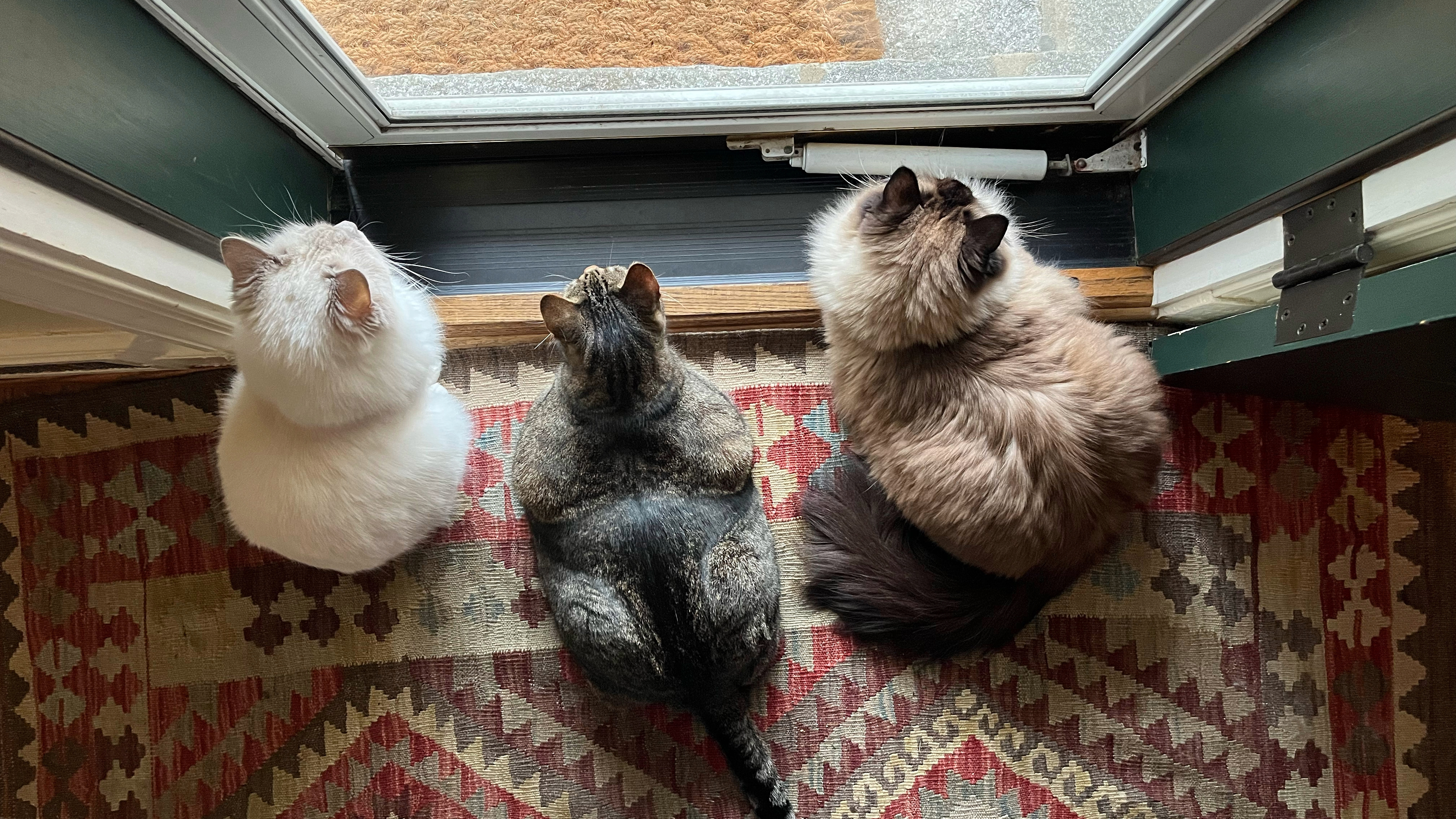 Three cats at door