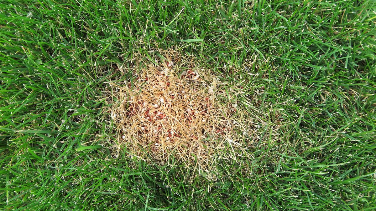 5 mistakes you make when applying fertilizer to your yard | Tom's Guide