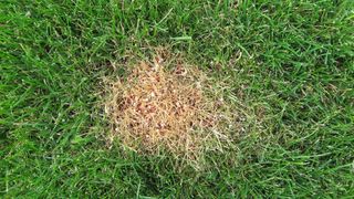 A chemical burn in the lawn from using too much fertilizer