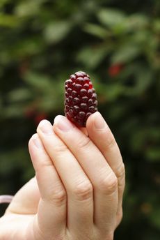 picking loganberry