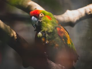 A green and red parrott on a branch