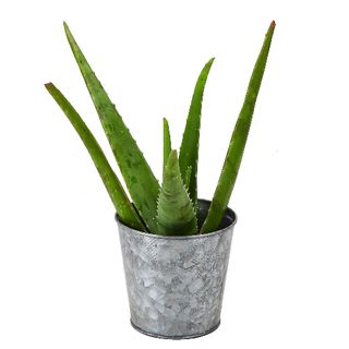 aloe vera plant in metal pot