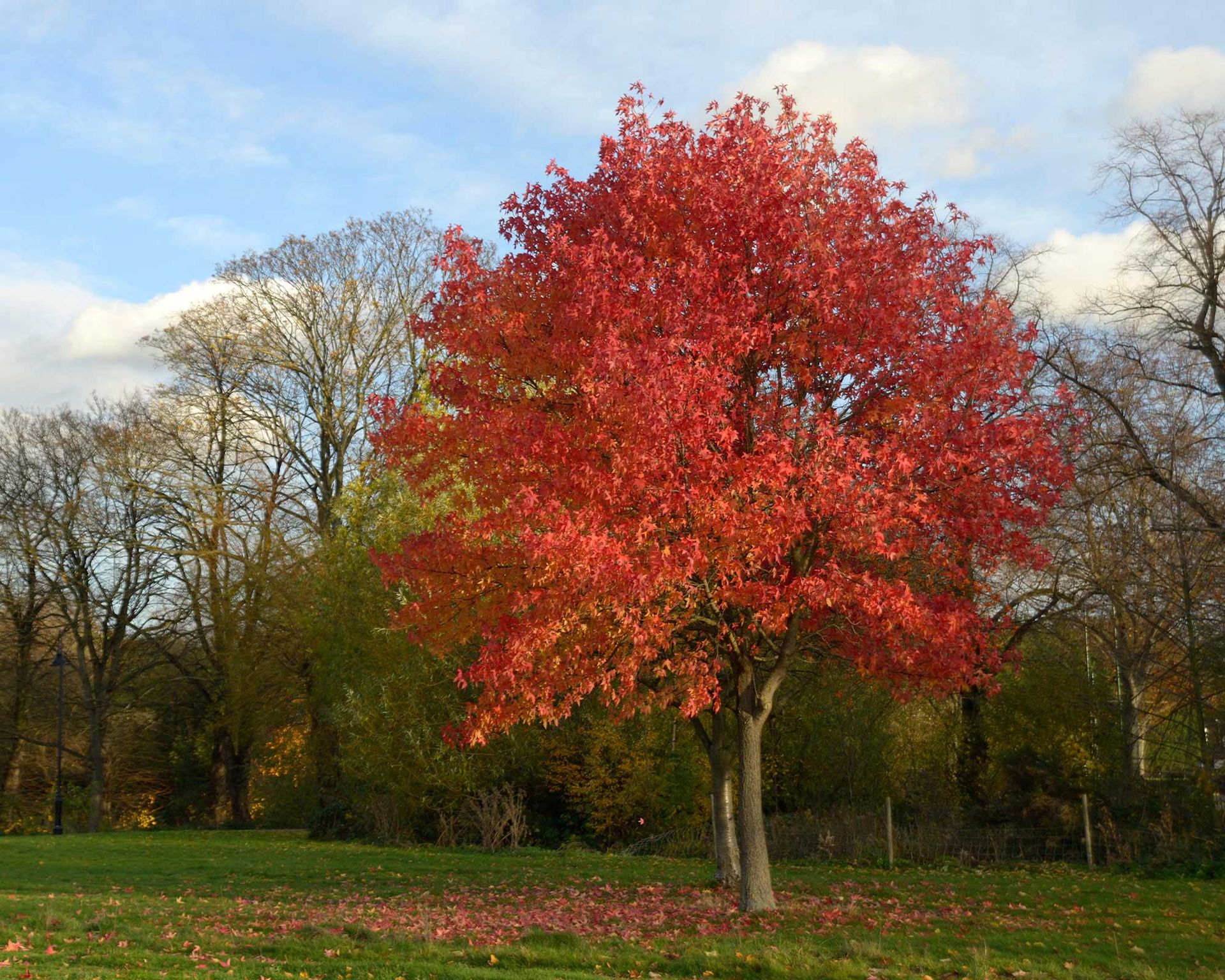 Silver maple care and growing guide expert advice Gardeningetc
