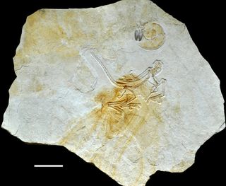 Based on fossils of extinct mollusks called ammonites (shown here) found in the same slab that held the Archaeopteryx fossil, scientists dated the dinosaur to about 152 million years ago.