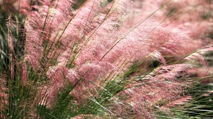 Pink muhly grass