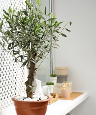 Indoor olive tree