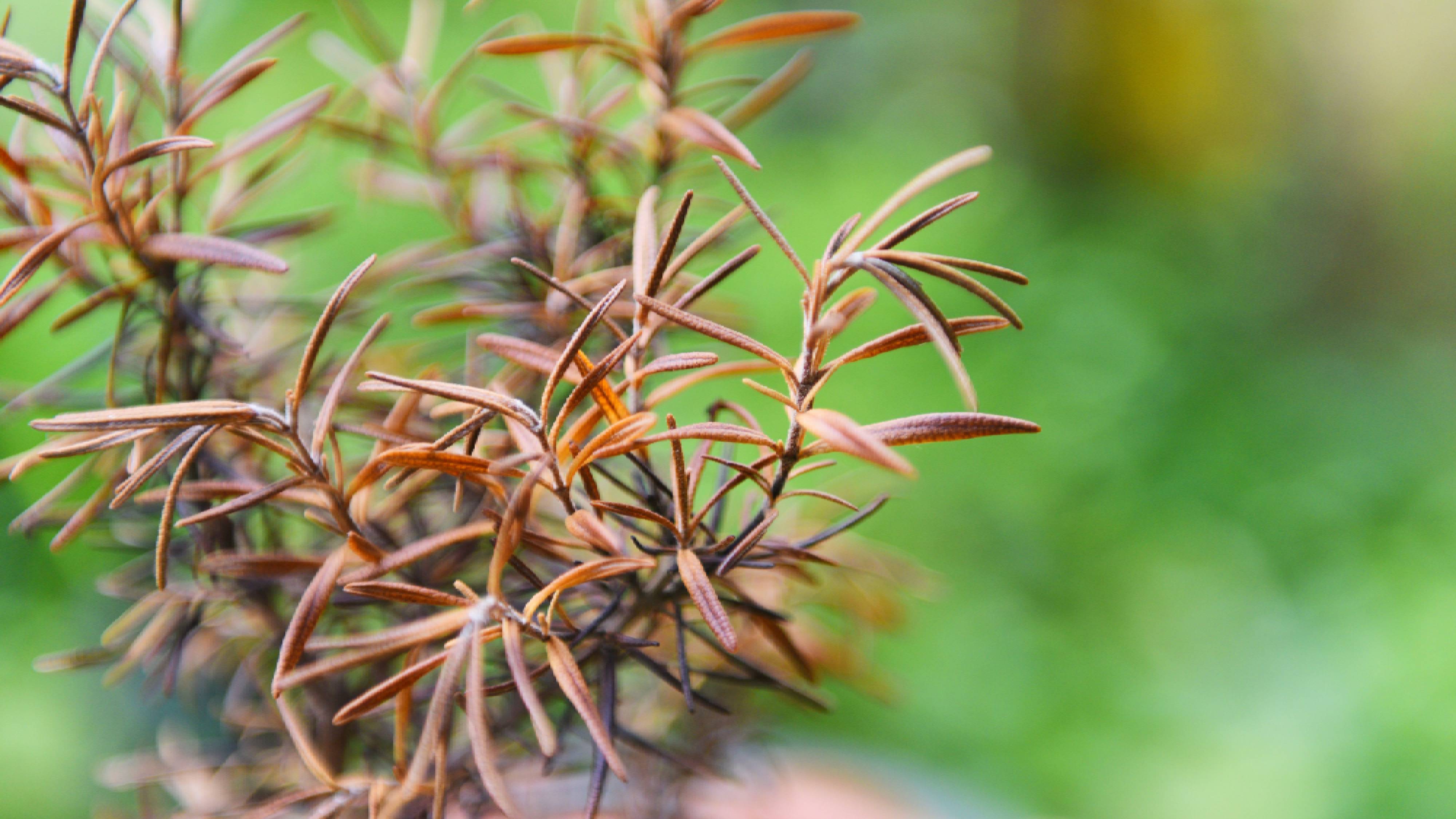 Brown and brittle rosemary plant