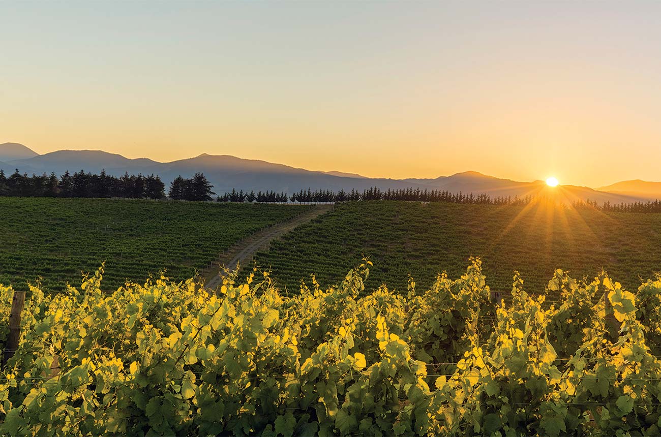 New world sweet wines