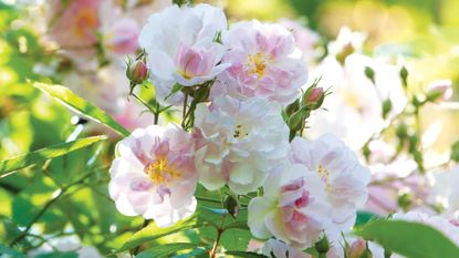 Why are my rose leaves turning yellow? Paul’s Himalayan Musk rose