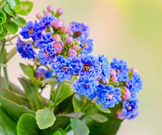Blue flowering kalanchoe