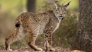 The Iberian lynx has very little genetic diversity.
