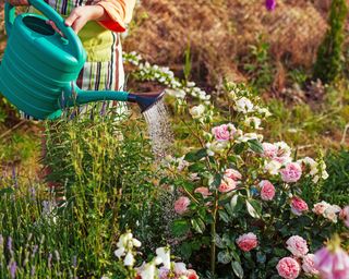 Watering roses with watering can