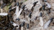A swarm of flying ants 