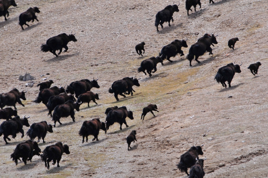 Yaks a-runnin' in a rugged northwestern area of the Tibetan Plateau.