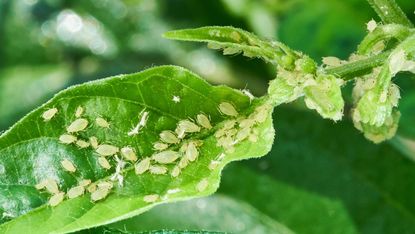 how to get rid of aphids on plants