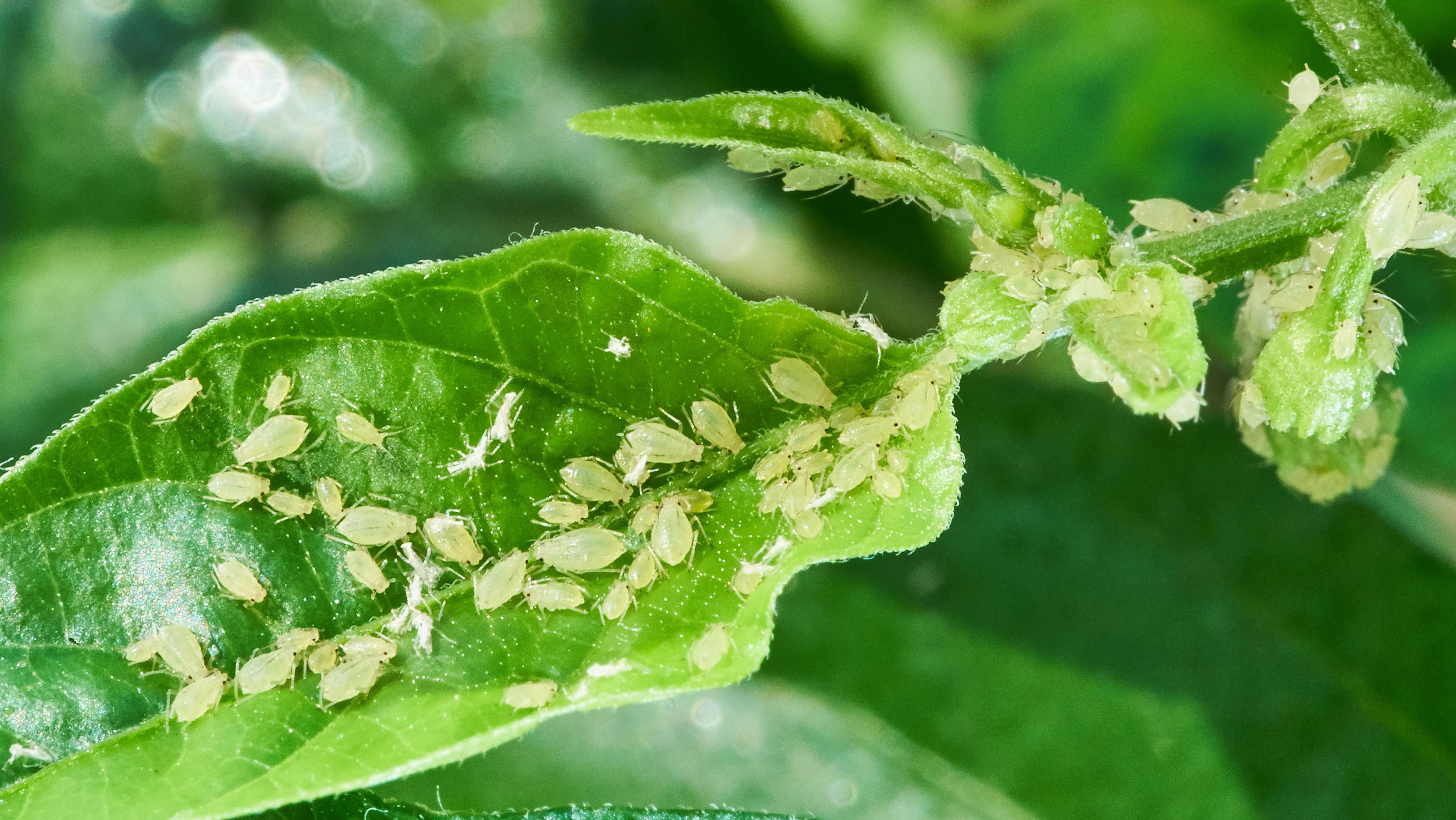 How to get rid of aphids: tips to prevent them from ruining your plants |  Gardeningetc