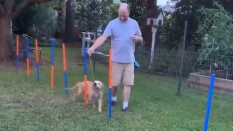 dog fails obstacle course video