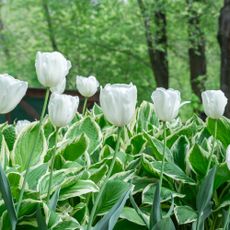 Mix of hostas and flowers tulips in gardening. 