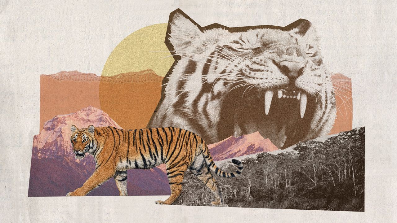 Photo collage of Nepal&#039;s mountain and forest landscapes, a pacing tiger, and a tiger&#039;s head roaring, exposing its large teeth.