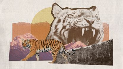 Photo collage of Nepal's mountain and forest landscapes, a pacing tiger, and a tiger's head roaring, exposing its large teeth.