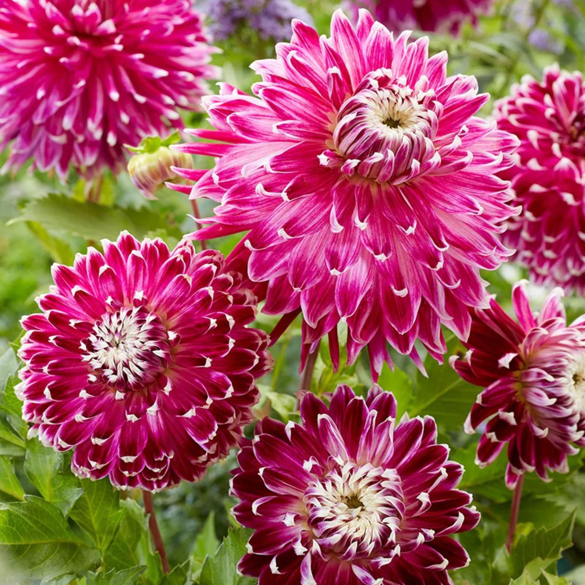 When to plant dahlias for fabulous flowers | Ideal Home